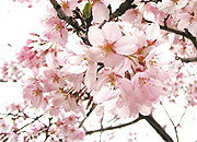 満開の桜